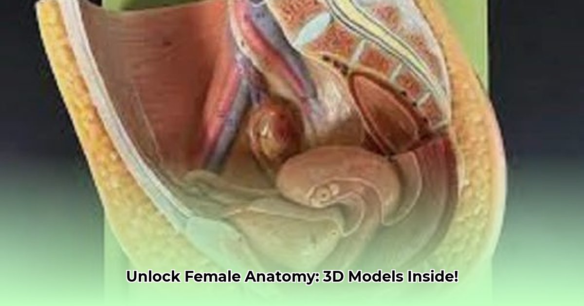 female-reproductive-anatomy-models
